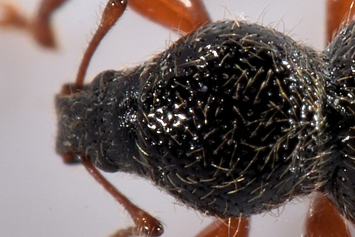 Curculionidae: Exomias pellucidus pellucidus